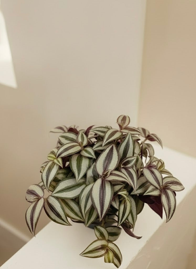 Silver Inch Plant