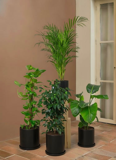 Tropical Oasis