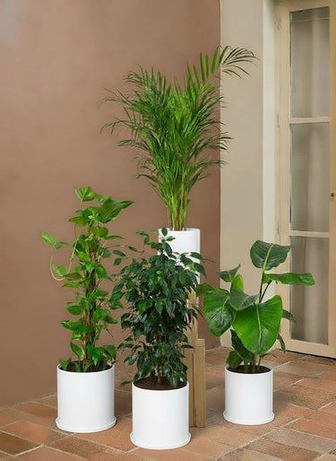 Tropical Oasis