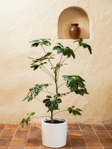 Umbrella Tree