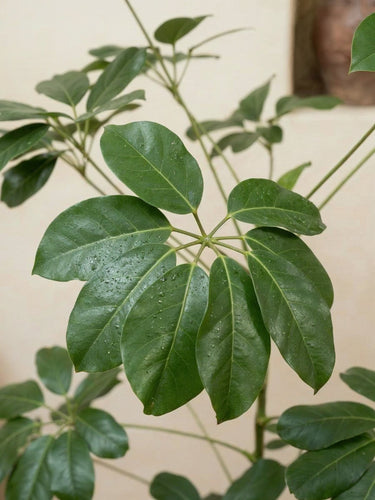 Umbrella Tree