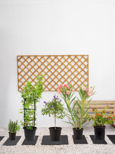 Mediterranean Plant Bundle