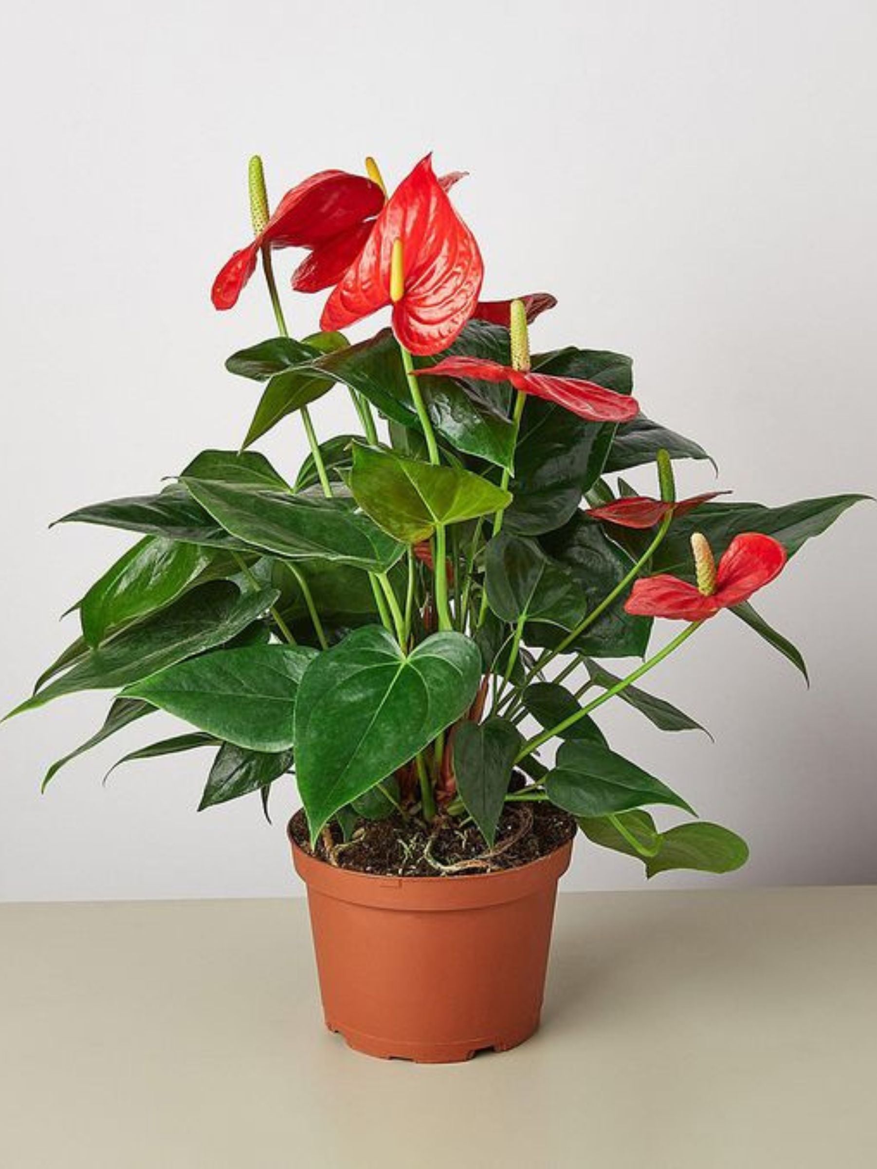 Flamingo Plant