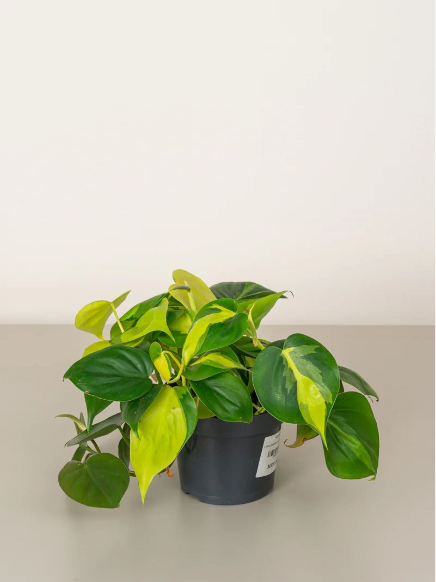 Philodendron Brasil