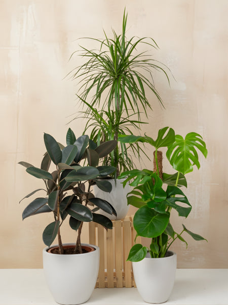 urban jungle dracaena Urban Jungle