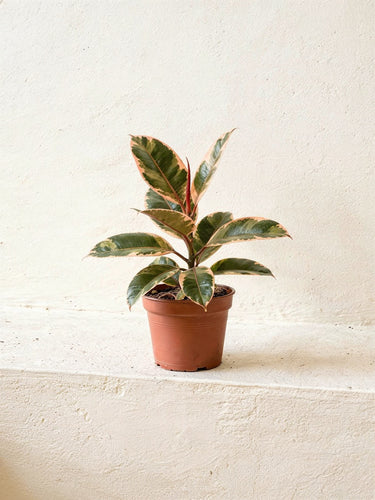 Variegated Rubber Plant