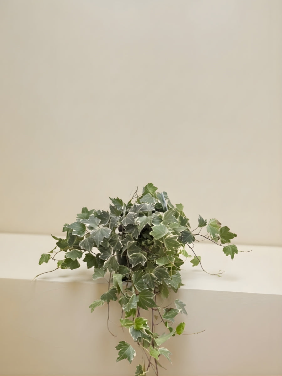 Variegated English Ivy