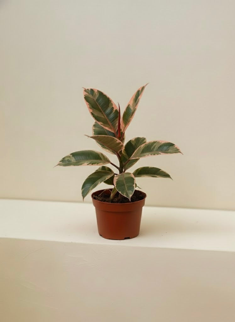 Variegated Rubber Plant