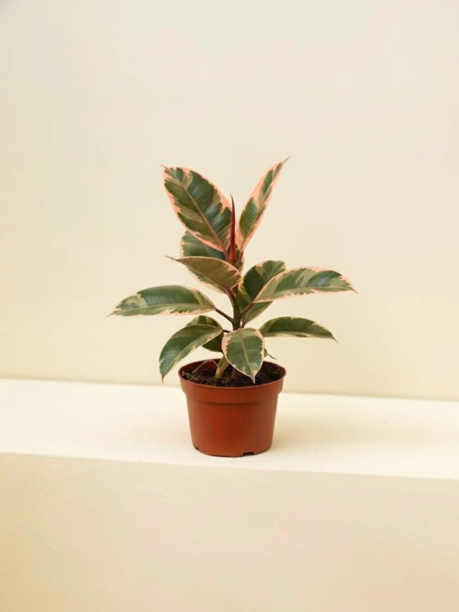 Variegated Rubber Plant