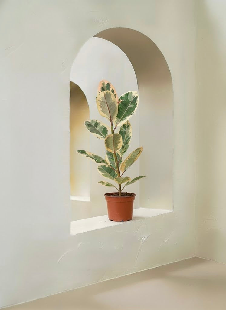 Variegated Rubber Plant