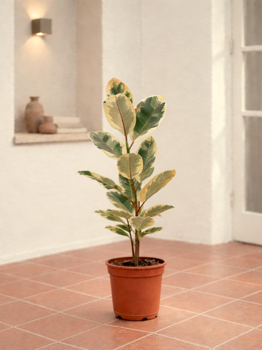 Variegated Rubber Plant