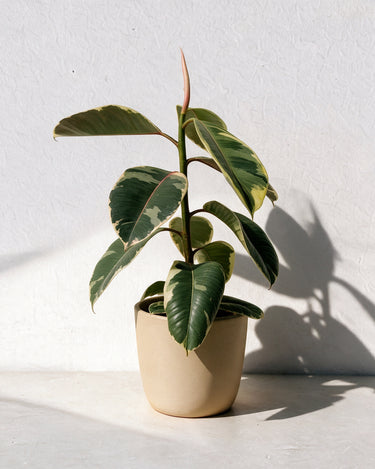 Variegated Rubber Plant