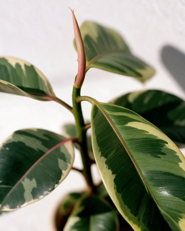 Variegated Rubber Plant