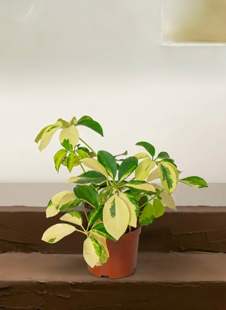 Variegated Umbrella Plant