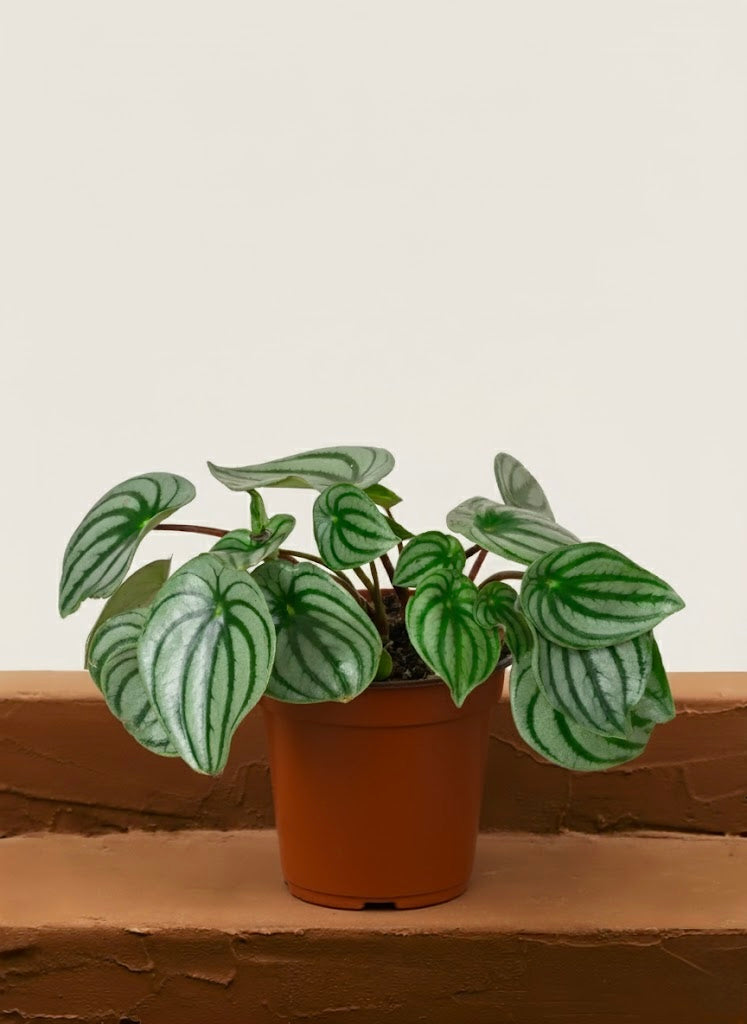 Watermelon Peperomia