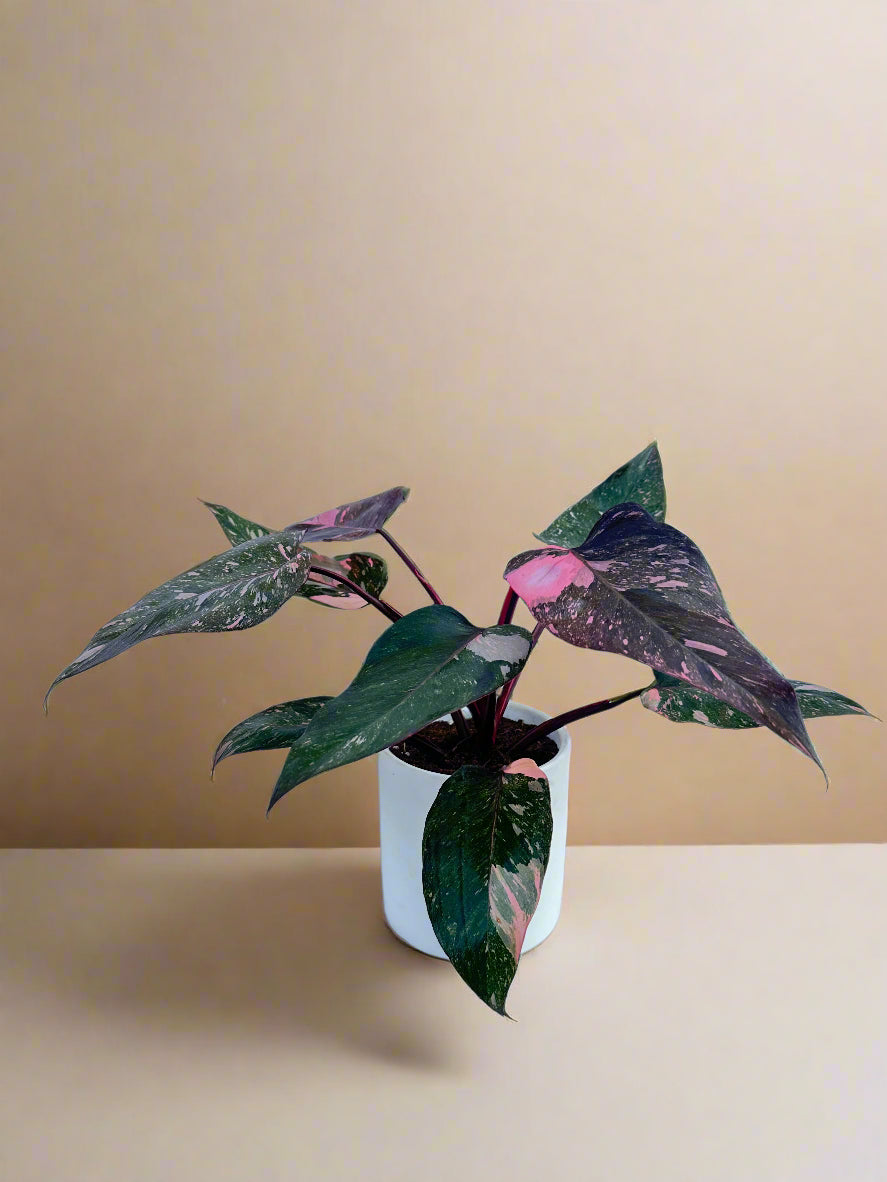 Pink Princess Philodendron