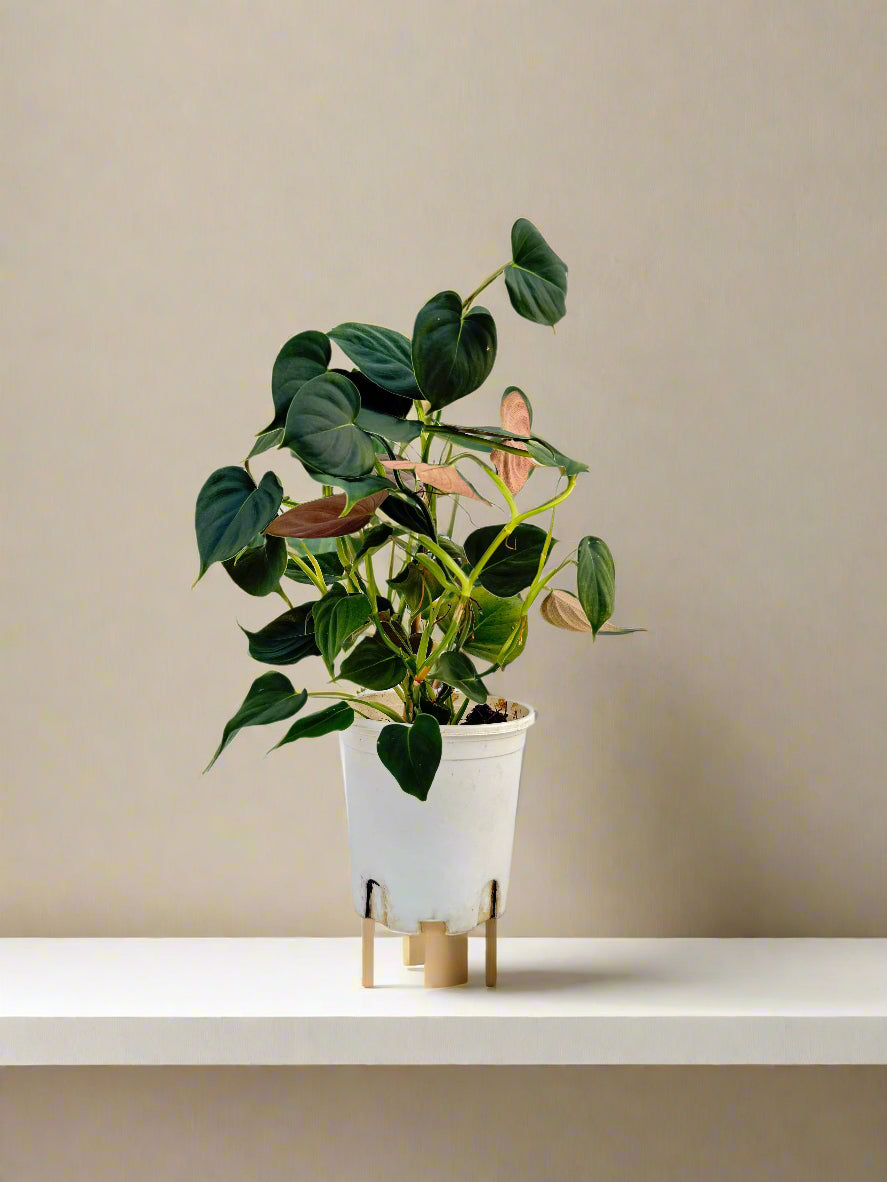 Philodendron Lupinum