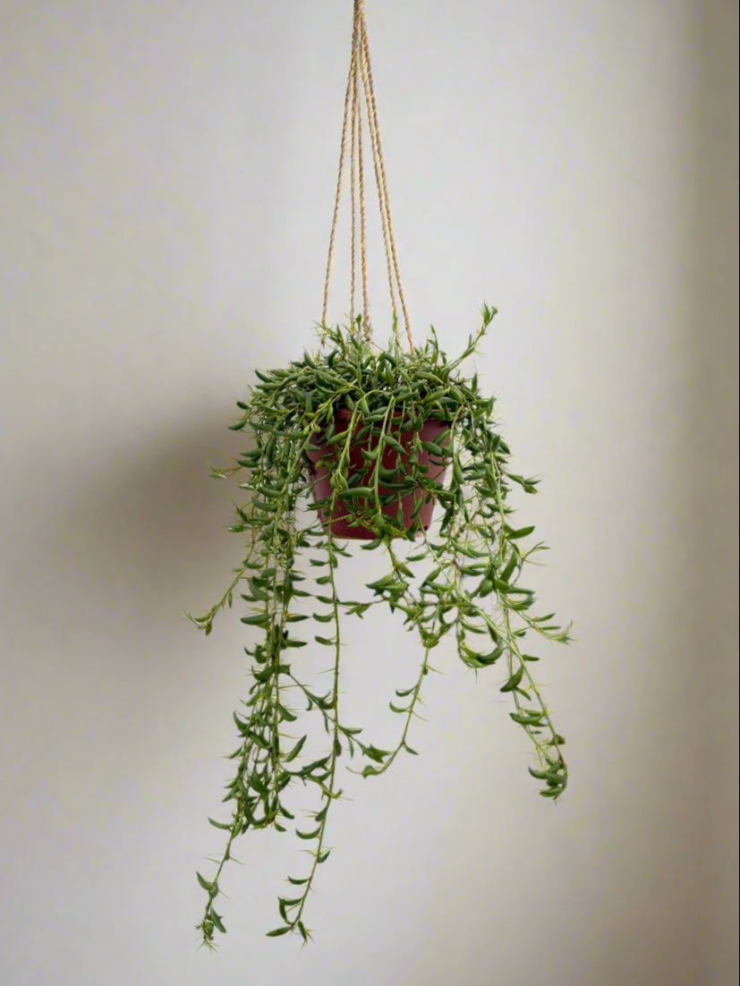 String of Bananas