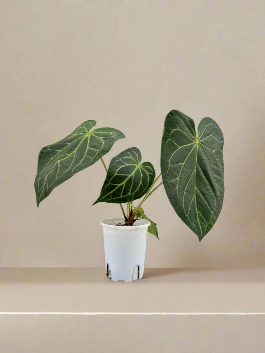 Anthurium Clarinervium