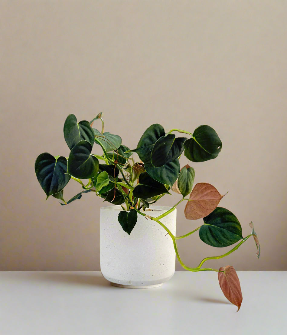 Philodendron Lupinum