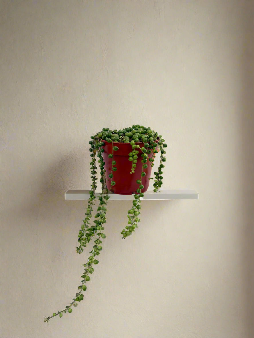 String of Pearls