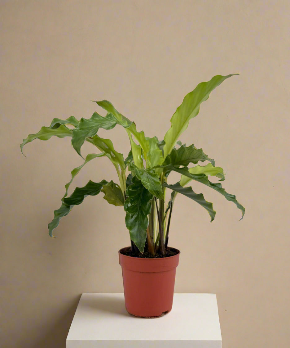 Calathea Bluegrass