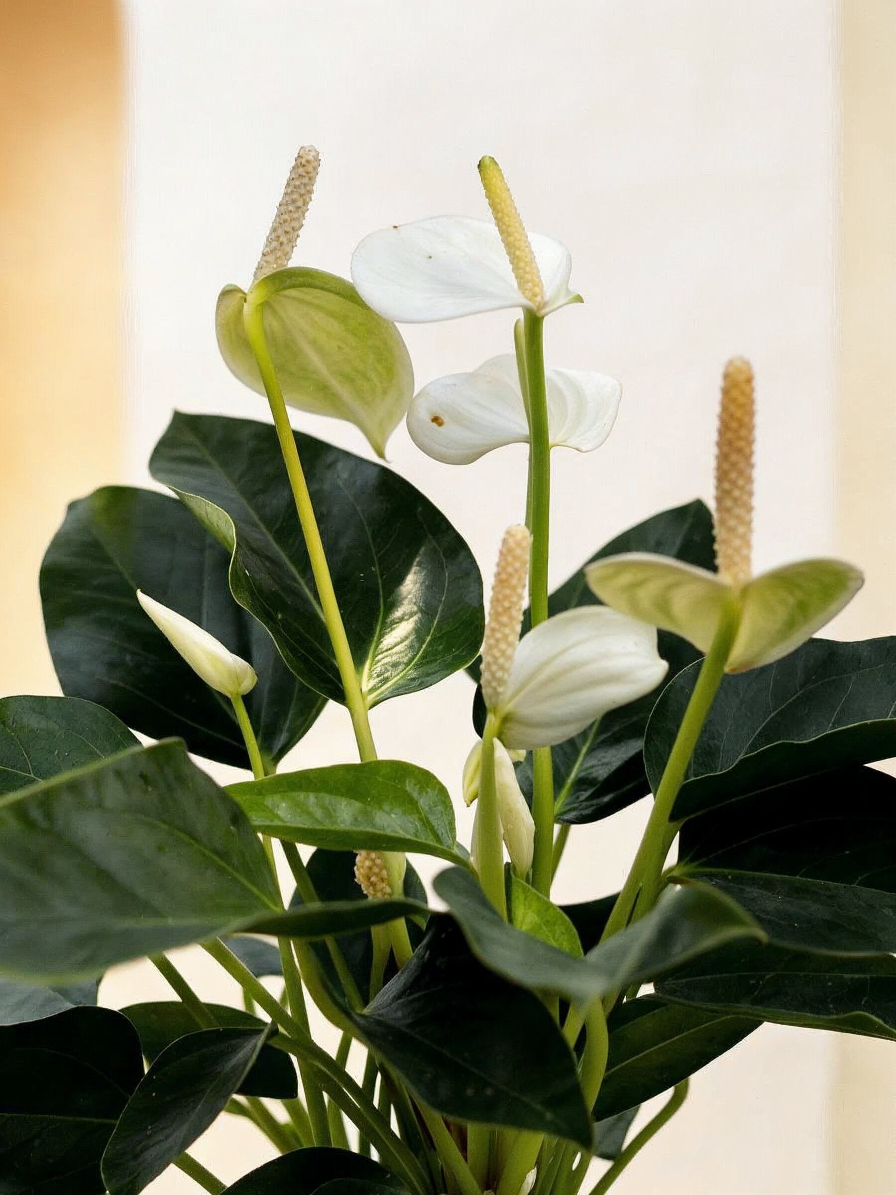 White Flamingo Flower