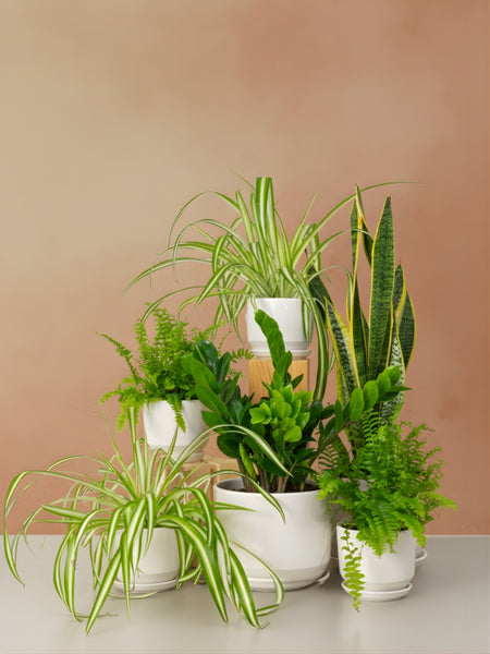 spider plant desk Workspace Plant Bundle
