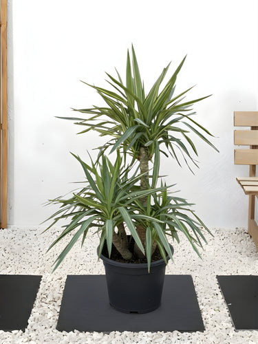 Yucca Jewel