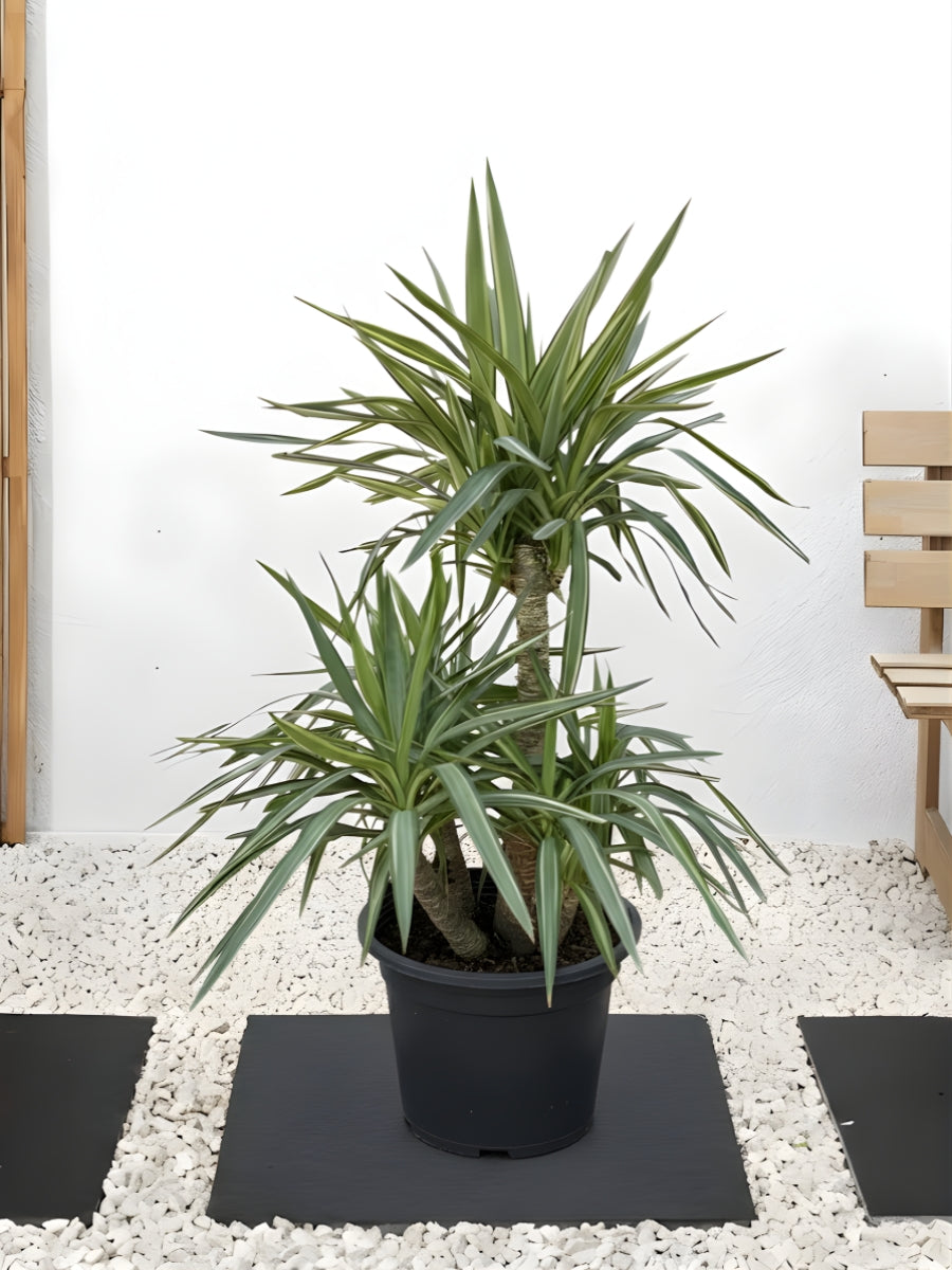 Yucca Jewel