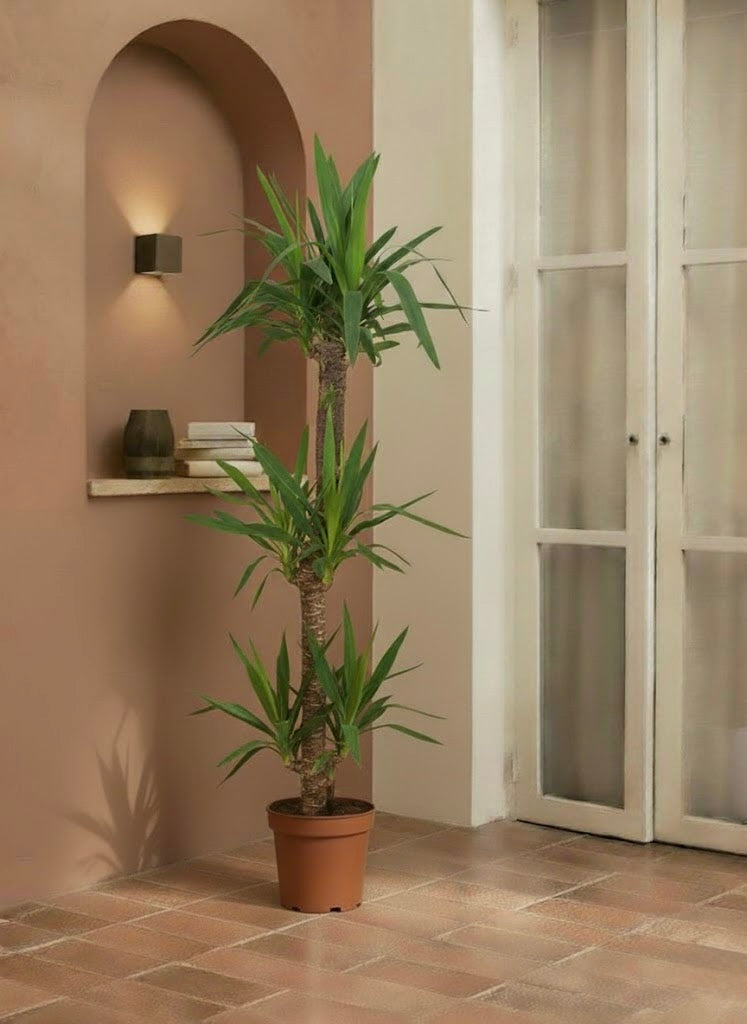 Yucca