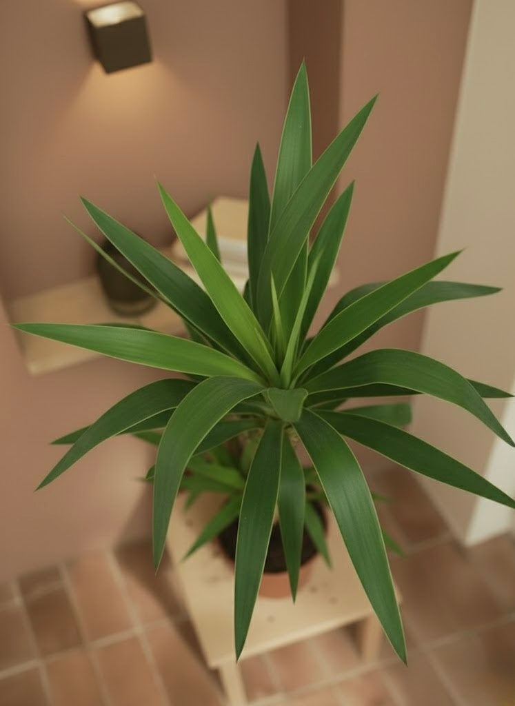 Yucca
