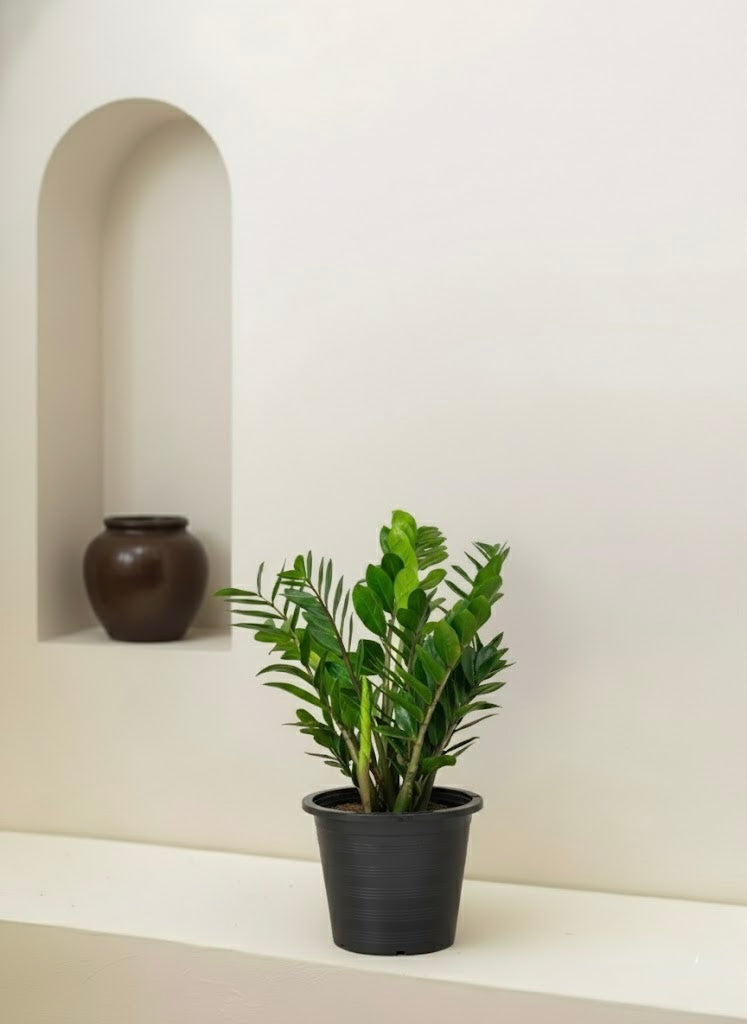 ZZ plant - Zamioculcas | Table Top Indoor Plants | growhub AE