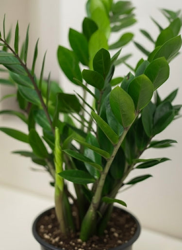 ZZ plant