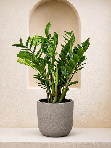 ZZ plant - Zamioculcas | Table Top Indoor Plants | growhub AE