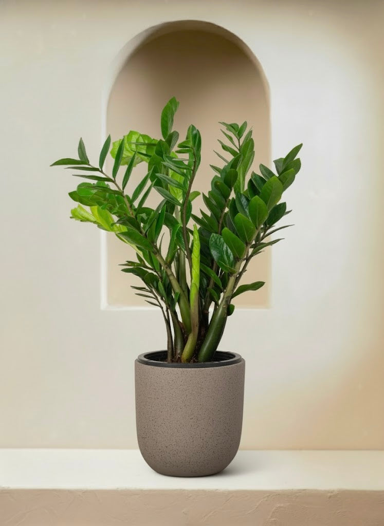 ZZ plant