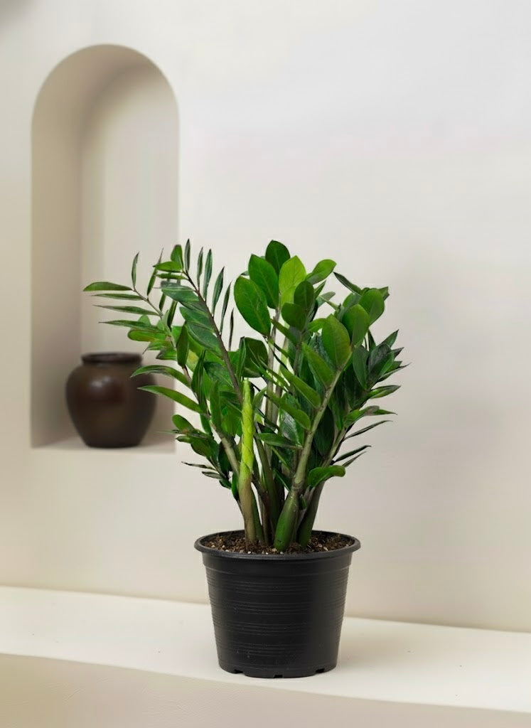 ZZ plant - Zamioculcas | Table Top Indoor Plants | growhub AE