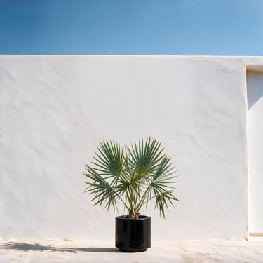 Bismark Palm