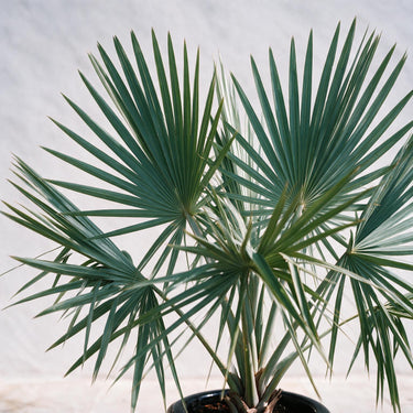 Bismark Palm