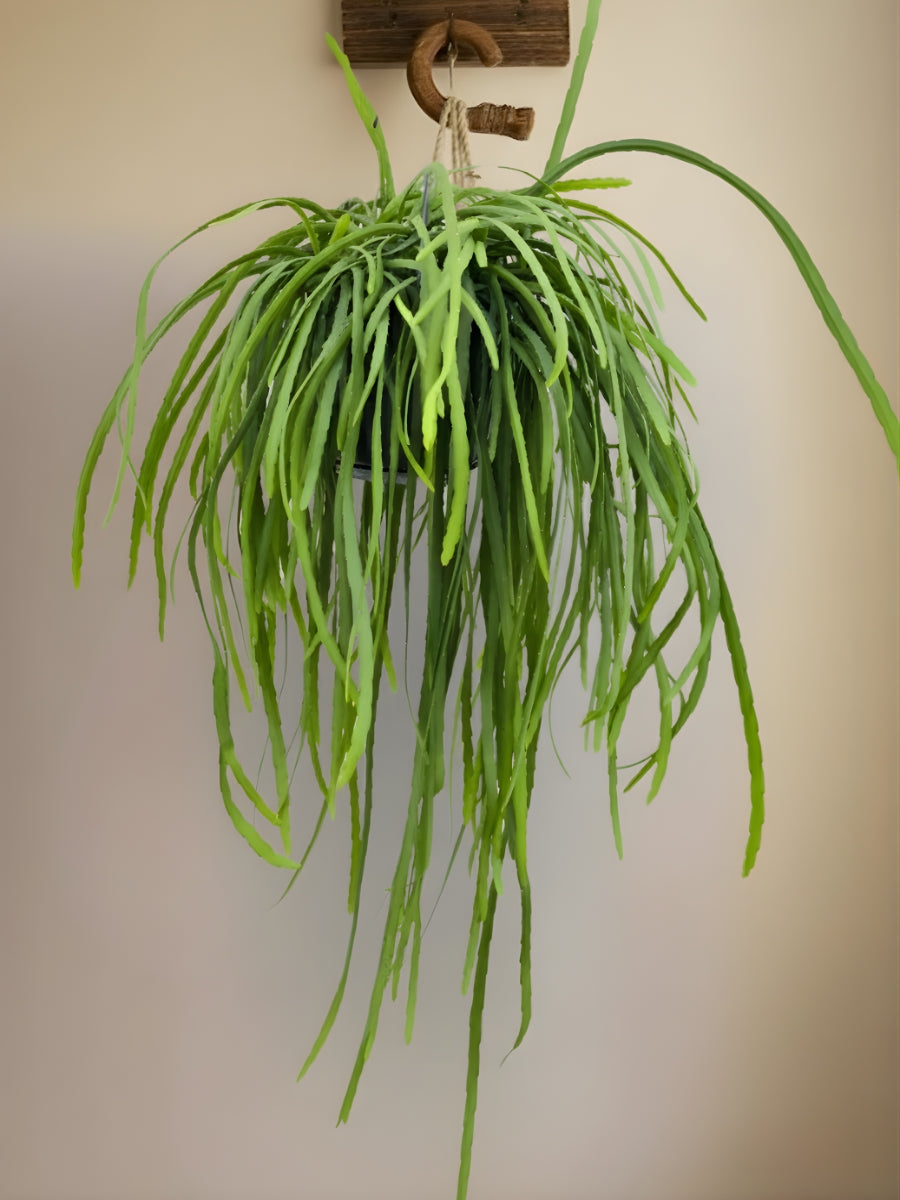 Bolivian Mistletoe Cactus