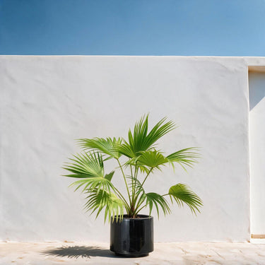 Chinese Fan Palm