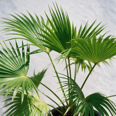 Chinese Fan Palm