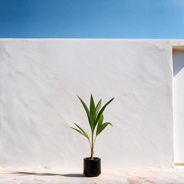 Coconut Palm