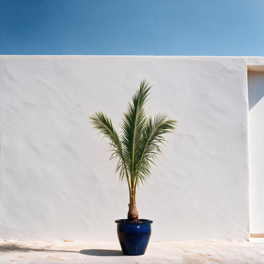 Coconut Palm