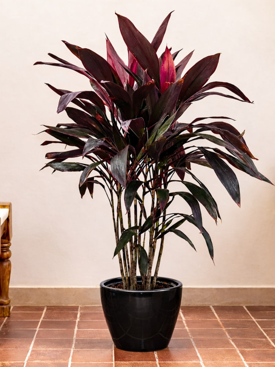 Cordyline