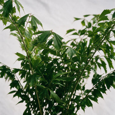 Fishtail palm