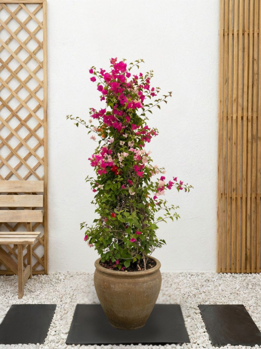 Bougainvillea Cone Multicolored