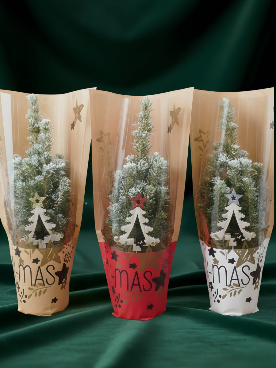 Mini Alberta Spruce | Snowy