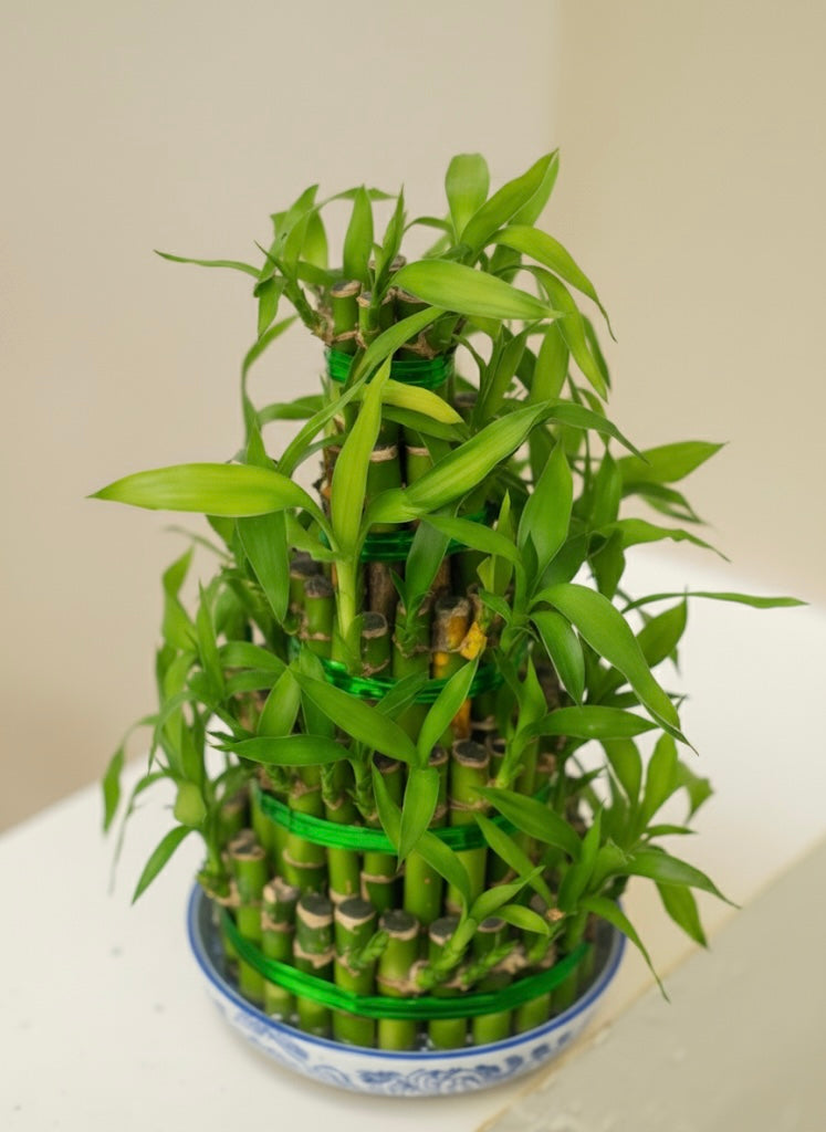 Lucky Bamboo