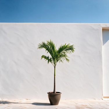 Manila Palm